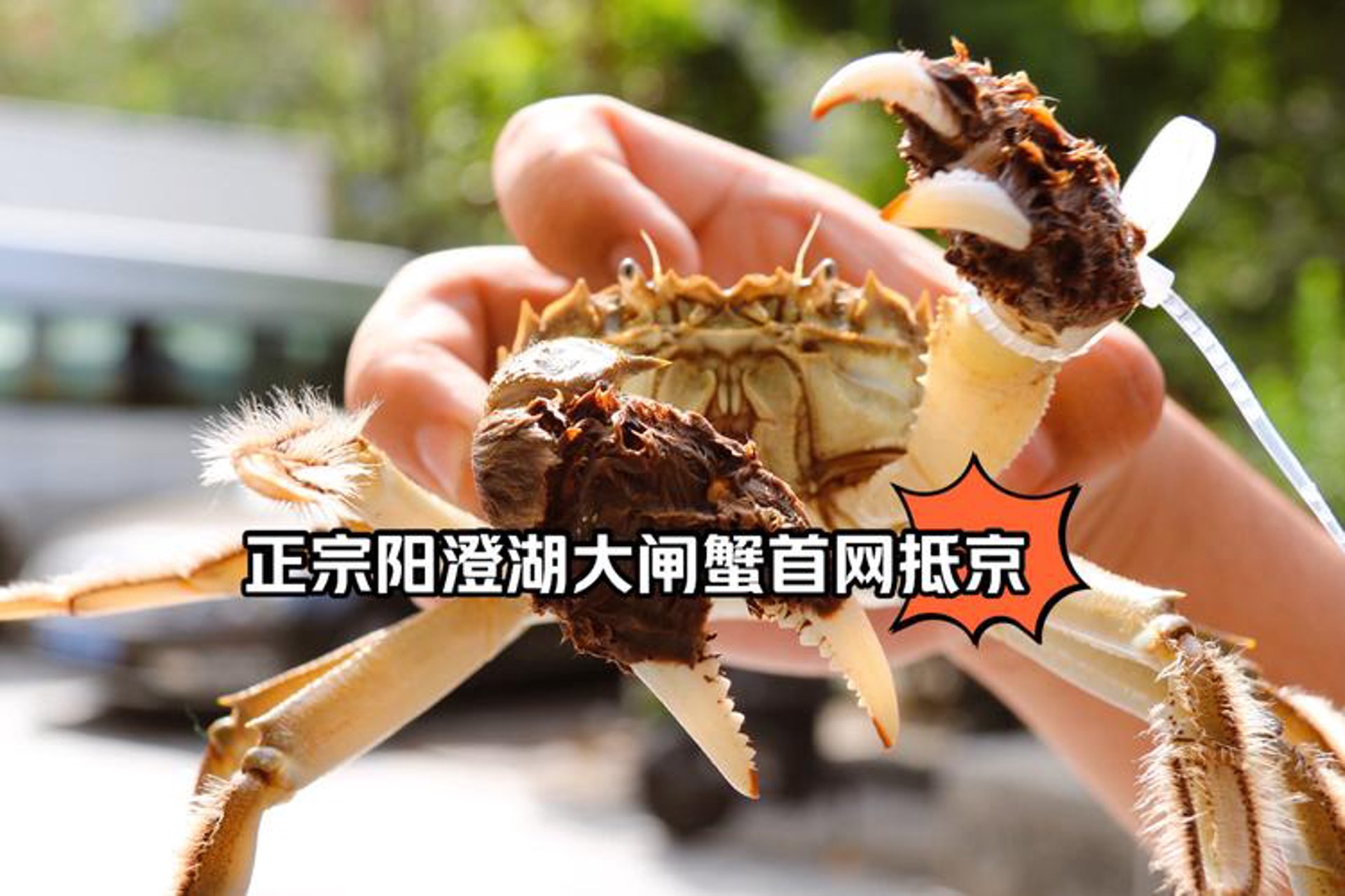 尊记大闸蟹